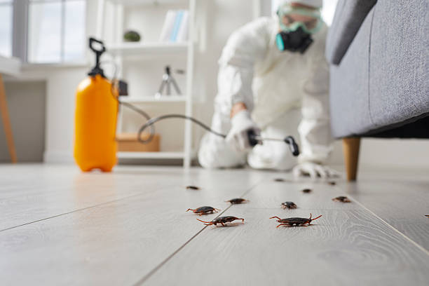 Commercial Rodent Management in South Gate